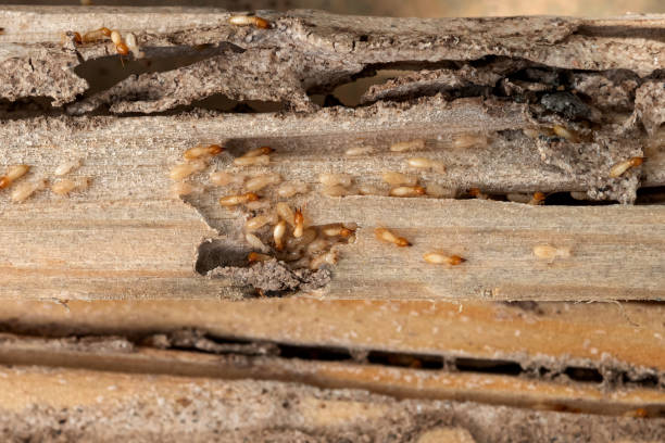 Best Affordable Pest Control Services  in Benton City, WA